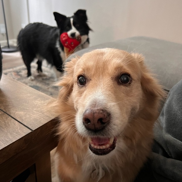 Meet your Posher, River! - Picture 8 of 16